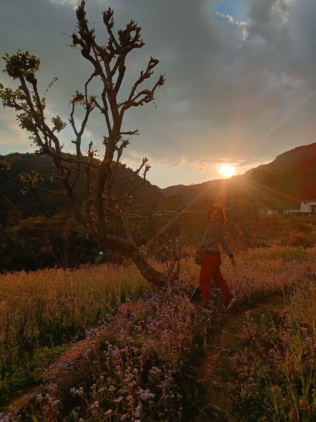A path through flowering fields at golden hour, with the sun setting behind the hills