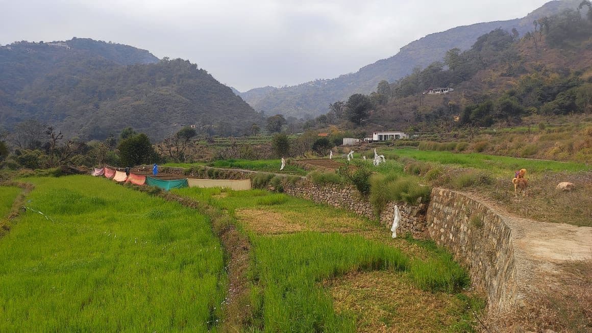 Stone-walled terraced fields planted with young crops, running down the hillside