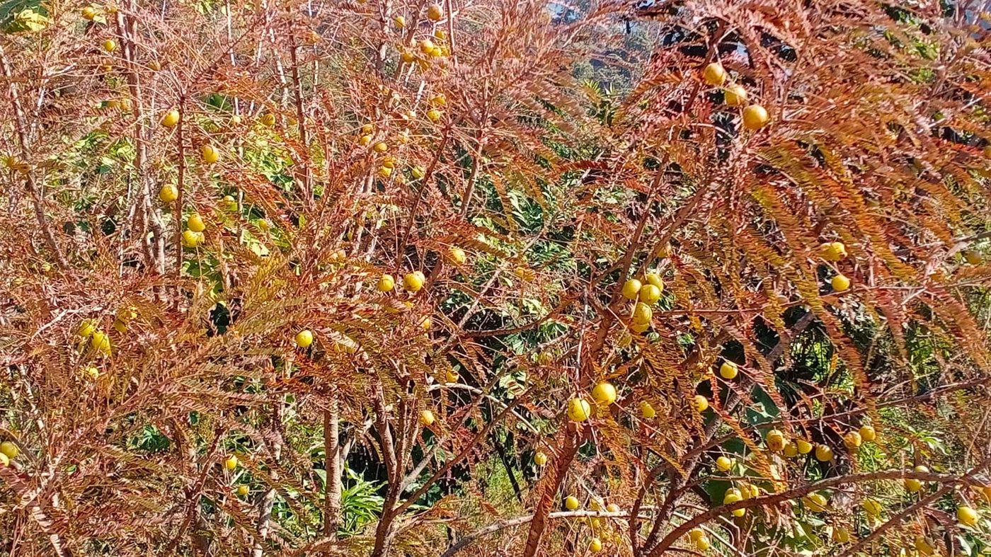 Amla (Indian gooseberry) ripening on the tree at the farm
