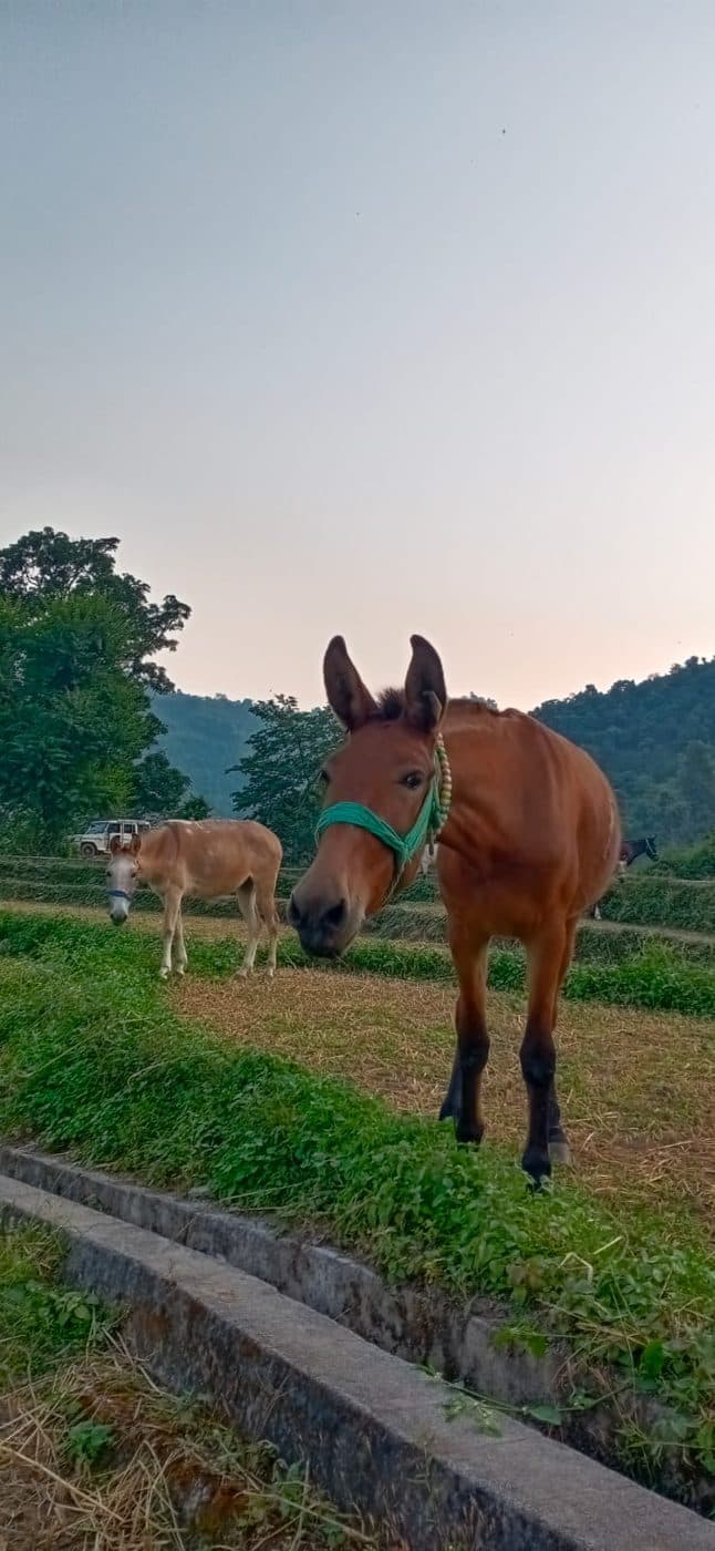 Horses grazing on the cut fields at the farm in the early evening