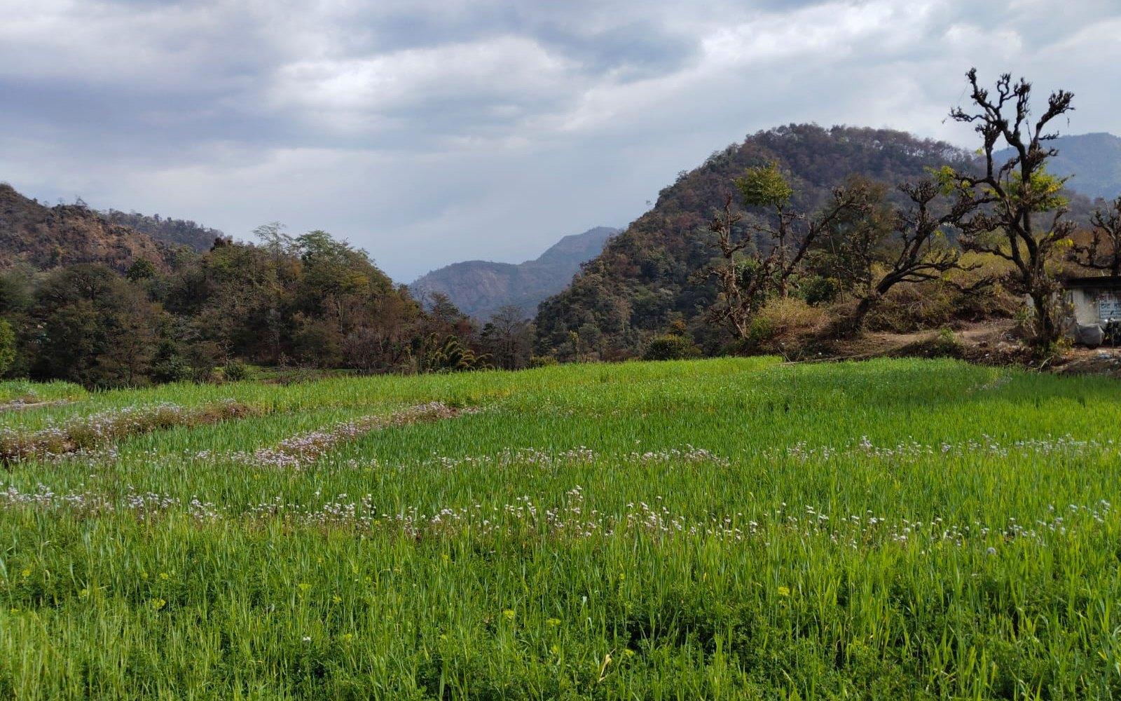 Green terraced fields in flower at Junegiri Farms, with forested Himalayan foothills behind